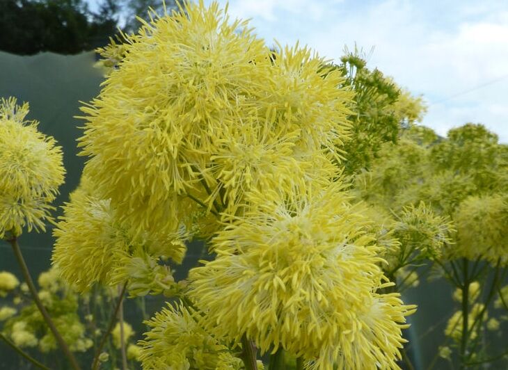 Rutewka żółta Thalictrum flavum /P9 *K8