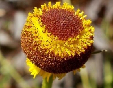 Dzielżan AUTUMN LOLLIPOP Helenium /C5