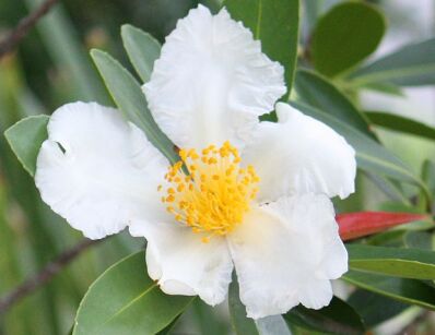 Gordonia axillaris C2/20cm