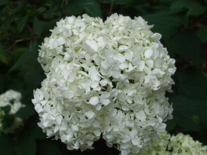 Hortensja krzewiasta STERILIS Hydrangea arborescens /C5 *21K