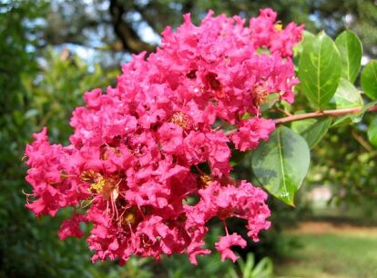 Lagerstroemia PINK VELOUR 'Whit III' PBR C3/0,8-1,2m