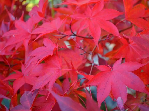 Klon palmowy NICHOLSONII Acer palmatum C2/20cm *3