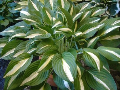 Hosta RISKY BUSINESS Funkia 