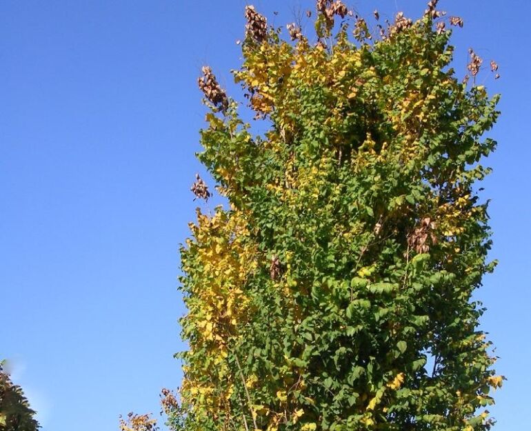 Mydleniec wąskokolumnowy FASTIGIATA in. Roztrzeplin Koelreuteria paniculata C5/60-80cm *13