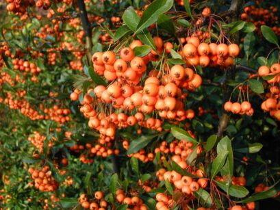 Ognik szkarłatny ORANGE CHARMER Pyracantha coccinea P15/100-120cm