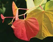 Judaszowiec kanadyjski THE RISING SUN Cercis canadensis C12/1,2-1,4m *K6