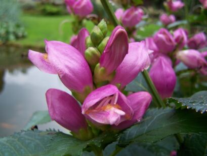 Chelone obliqua ROSEA Żółwik ukośny /P11