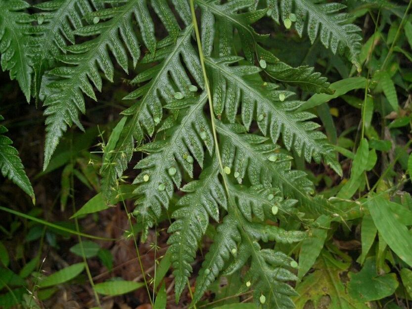 Wudwardia wschodnia Woodwardia orientalis /P9 *K14w9