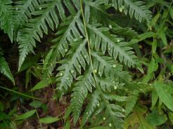 Wudwardia wschodnia Woodwardia orientalis /P9 *K14w9