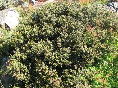 Podocarpus lawrencei RED TIP syn. P.alpinus Śliwa górska C2/15-20cm *K12