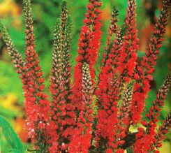 Przetacznik kłosowy RED  Veronica spicata