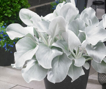 Senecio Angel Wings® /C1,5