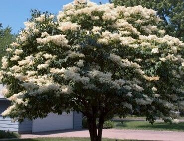 Lilak japoński Syringa reticulata C5/80-100cm *K17