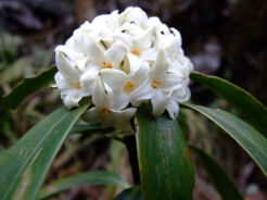 Wawrzynek WHITE QUEEN Daphne P11/20cm *K14w9