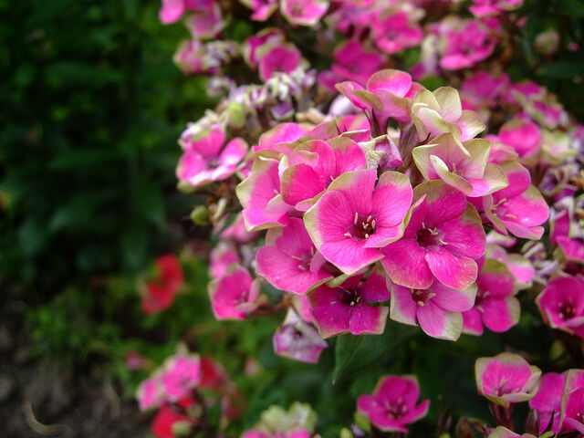 Płomyk wiechowaty AUREOLE Floks Phlox paniculata /C7,5