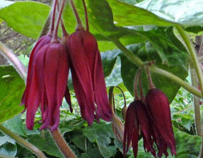 Stopowiec SPOTTY DOTTY Podophyllum versipelle /P9 *K15w15