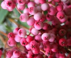 Jarząb PINK PEARL Sorbus rockii C3/60-80cm *K22