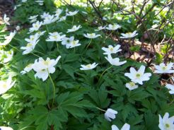 Zawilec gajowy  Anemone nemorosa /P9 *P