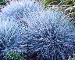 Kostrzewa popielata Festuca glauca /P9 *K5