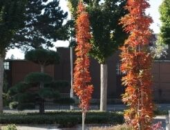 Dąb kolumnowy GREEN PILLAR Quercus palustris C5/60cm *K14
