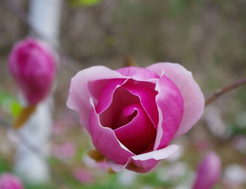 Magnolia kolumnowa AMETHYST FLAME C3/40cm