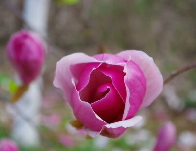 Magnolia kolumnowa AMETHYST FLAME C3/40cm