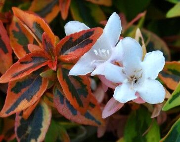 Abelia x grandiflora KALEIDOSCOPE® C2/10-20cm *T41