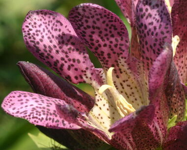 Goryczka purpurowa Gentiana purpurea - 10szt. nasion