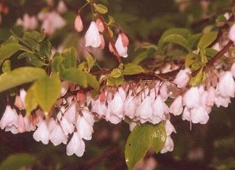 Ośnieża górska ROSEA Halesia monticola Mountain Silverbell C2/20cm