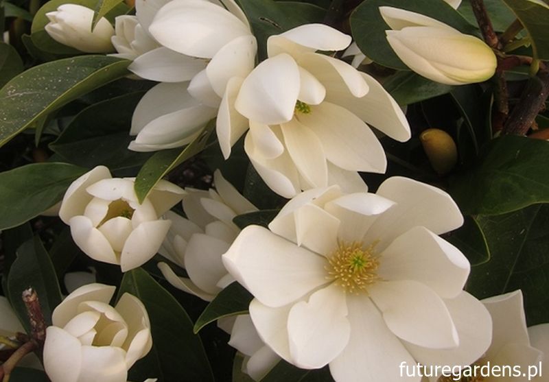 Magnolia zimozielona Fairy HONEY VELVET syn. Michelia C3/40-50cm *K12