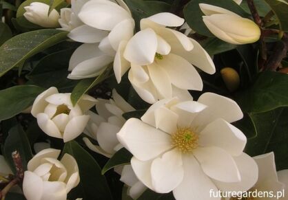 Magnolia zimozielona Fairy HONEY VELVET syn. Michelia C3/40-50cm *K12