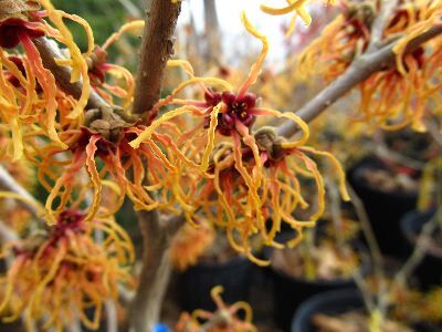 Oczar pośredni SPANISH SPIDER  Hamamelis x intermedia 