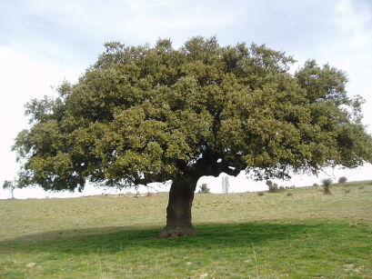 Dąb ostrolistny (zimozielony) Quercus ilex C3/60cm *T68
