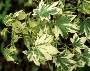 Ambrowiec balsamiczny ALBOMARGINATA MANON Liquidambar styraciflua C7,5/1,2m *K15