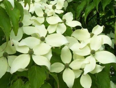 Dereń SUMMER FLAIR Cornus kousa C5/60cm *5