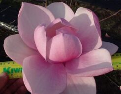 Magnolia BRIXTON BELLE C5/60-80cm *K9
