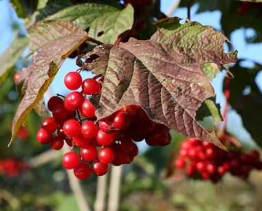 Kalina amerykańska DART'S GRADUATE Viburnum trilobum V. americanum C3/80-100cm *K14