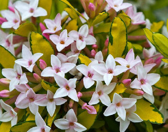 Wawrzynek Burkwooda GOLDEN TREASURE Daphne x burkwoodii /P9