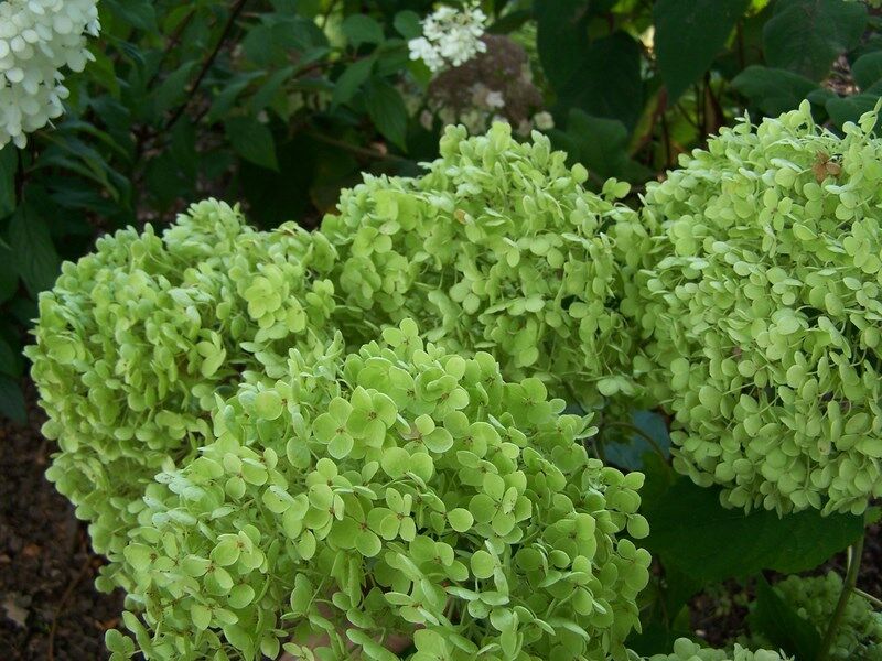 Hortensja krzewiasta ANABELLE Hydrangea arborescens /P15-C3 *K14