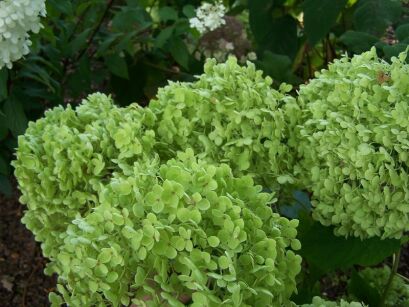 Hortensja krzewiasta ANABELLE Hydrangea arborescens /P15-C3 *K14