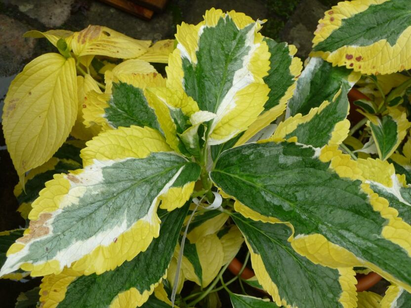 Hortensja ogrodowa PIRATES GOLD Hydrangea macrophylla /C2