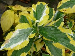 Hortensja ogrodowa PIRATES GOLD Hydrangea macrophylla /C2