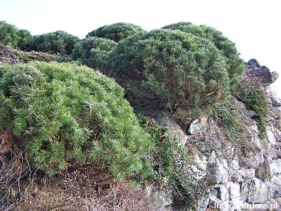 Kosodrzewina Pinus mugo var.pumilio /C2 *K4