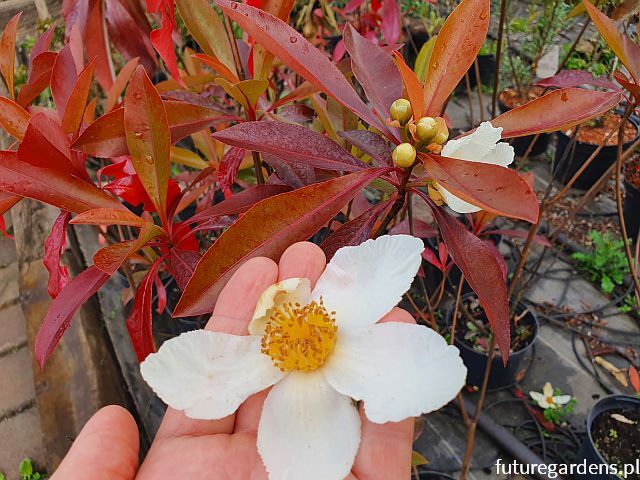 Gordlinia grandiflora C3/40-50cm *K19