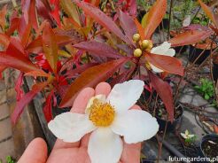 Gordlinia grandiflora C3/80-120cm *T59