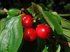 Dereń jadalny odm. krajowa Cornus mas C2/40-60cm *K19