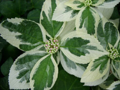 Hortensja ogrodowa MARIESII VARIEGATA Hydrangea macrophylla C7,5/20cm *T35