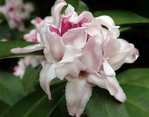 Daphne SPRING BEAUTY Wawrzynek P11/20-30cm *K14w11