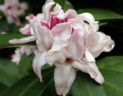 Daphne SPRING BEAUTY Wawrzynek P11/20-30cm *K14w11