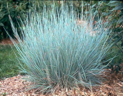 Palczatka miotlasta PRAIRIE BLUES Andropogon scoparius /C2 *K26